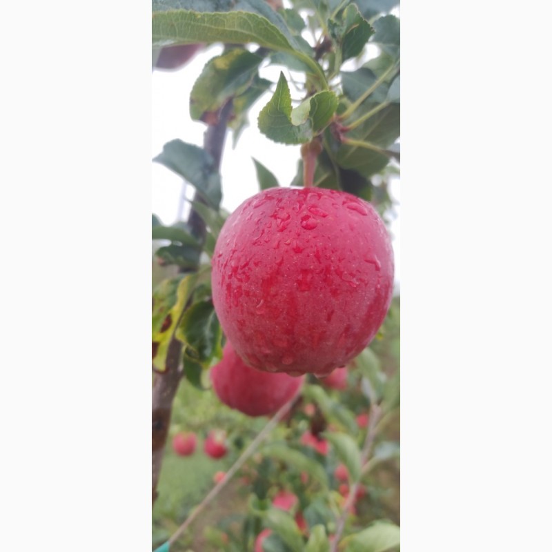Фото 5. Продаю яблука з саду сорту Гала шніга шніко ред. Гала шніга 2023 року