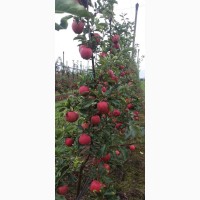 Продаю яблука з саду сорту Гала шніга шніко ред. Гала шніга 2023 року