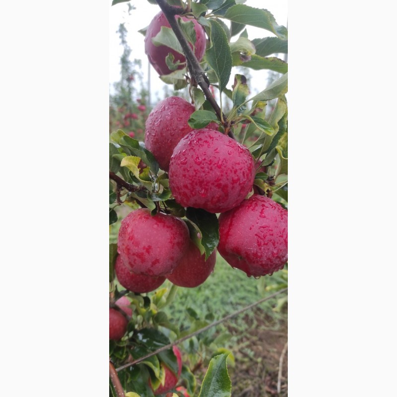 Фото 7. Продаю яблука з саду сорту Гала шніга шніко ред. Гала шніга 2023 року