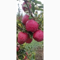 Продаю яблука з саду сорту Гала шніга шніко ред. Гала шніга 2023 року