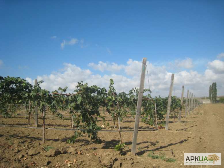 Фото 2. Предложение для виноделов о покупке виноградников с концепцией «шато» в Крыму