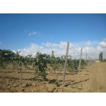 Предложение для виноделов о покупке виноградников с концепцией «шато» в Крыму