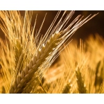 Продаем семена яровой пшеницы оптом, семена сои в Украине