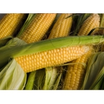 Посівний матеріал (насіння) кукурудзи та соняшника