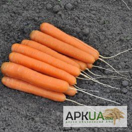 Фото 3. Семена моркови Эксельсо F1. Exelso f1. Производитель Vilmorin Франция