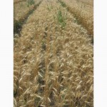Семена пшеницы озимой - сорт Солнышко. 1 репродукция