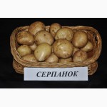 Картопля Серпанок оптом за ціною виробника