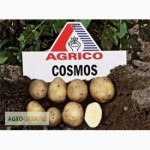 Продам картофель сорта Космос, приятная цена, высокое качество, опт от 10 тонн