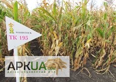 Фото 2. Семена кукурузы венгерской Вудсток Гибрид ТК 195 - ФАО 230