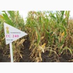 Семена кукурузы венгерской Вудсток Гибрид ТК 195 - ФАО 230