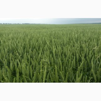 Сорт озимої пшениці Скаген, 1 репродукція