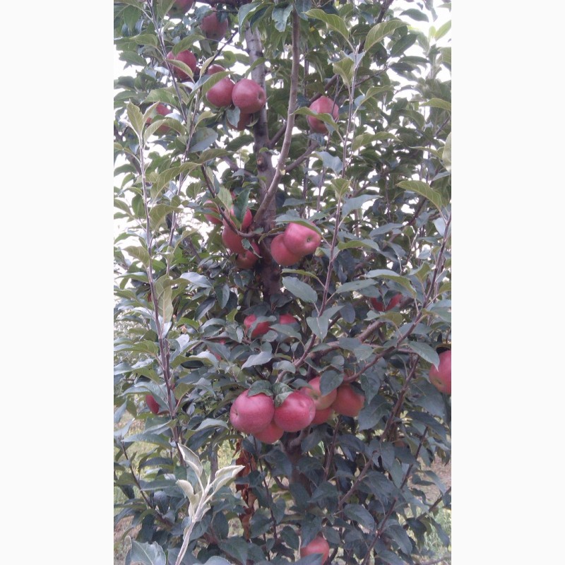 Фото 2. Продам яблука та саджанці. Велика кількість сортів. м.Шаргород