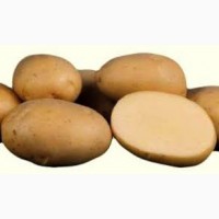 Фермерське господарство продасть картоплю оптом