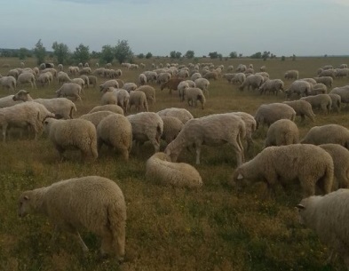 Фото 3. Овцы породы Меринос