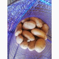 Продам картофель оптом: Гранада, Рэд леди, Ривьера