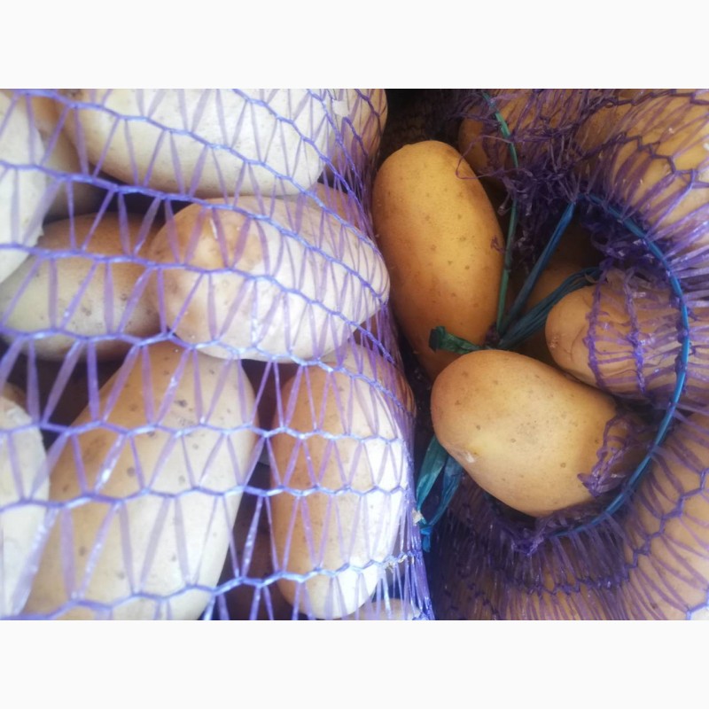Фото 4. Продам картофель оптом: Гранада, Рэд леди, Ривьера