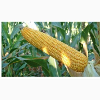ОНІКС насіння кукурудзи (ФАО - 350)