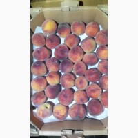 Куплю фрукты: абрикос, персик, слива, яблоко и пр