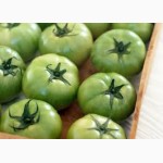 Продам зелені помідори оптом