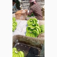 Продам бананы от Эквадорского поставщика с 20 тонн