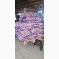ФХ реализует картофель товарный Ред Скарлет от 10 тонн