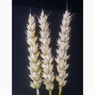 Семена озимой пшеницы Мескаль - 1реп.(аналог Колония)