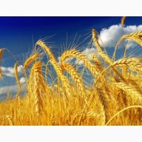 Дорого закупка пшеницы на СРТ Безналичный расчёт