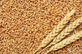 изкупуване на пшеница цена