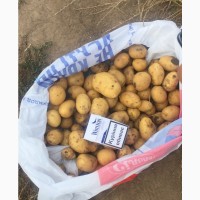 Продаём товарный картофель. Санте, Гранада, Таисия. От 10 тонн