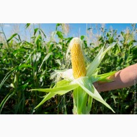 Закупка кукурузы крупным оптом по Украине