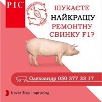 Ремонтні свинки Ф1 Камборо - генетика РІС, Львовская обл