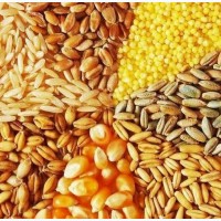 Продажа зерновых: пшеница, кукуруза, ячмень