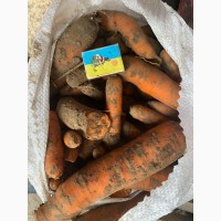 Продам морковь на бюджет или переработку