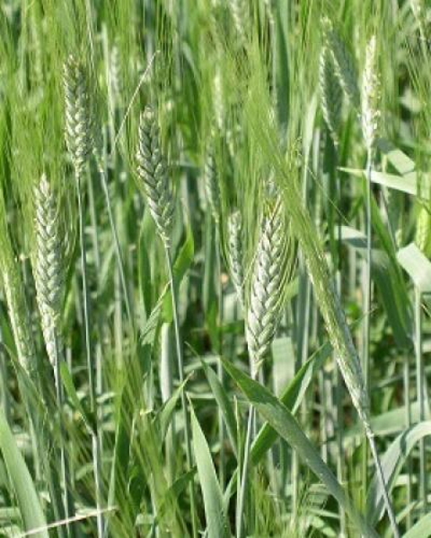 Фото 2. Насіння пшениці твердої, ярої Спадщина, супер еліта