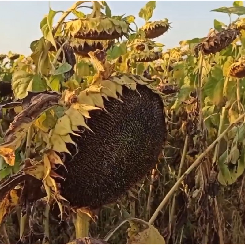 Фото 2. Насіння соняшника Рекольд, під гербіцид Гранстар, 6 рас, Екстра