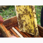Продам пчелосемьи Шахтерск