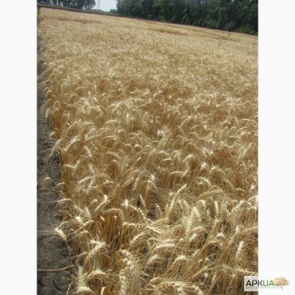 Семена пшеницы озимой - сорт Куяльник. 1 репродукция