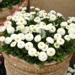 Продаем мега красивенные цветы Маргаритки Белые