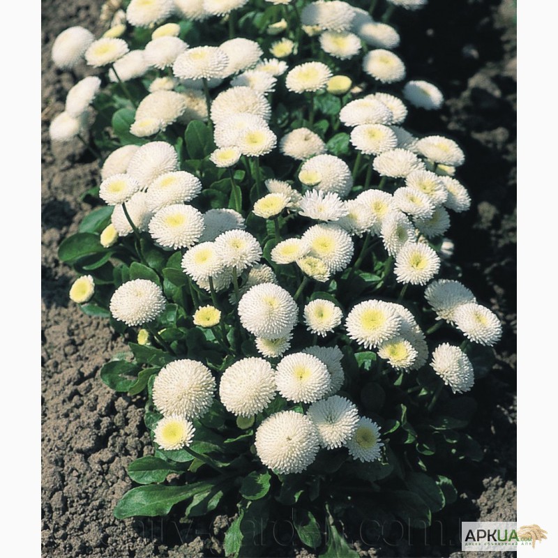 Фото 3. Продаем мега красивенные цветы Маргаритки Белые