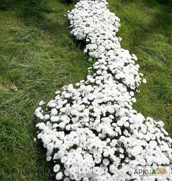 Фото 4. Продаем мега красивенные цветы Маргаритки Белые