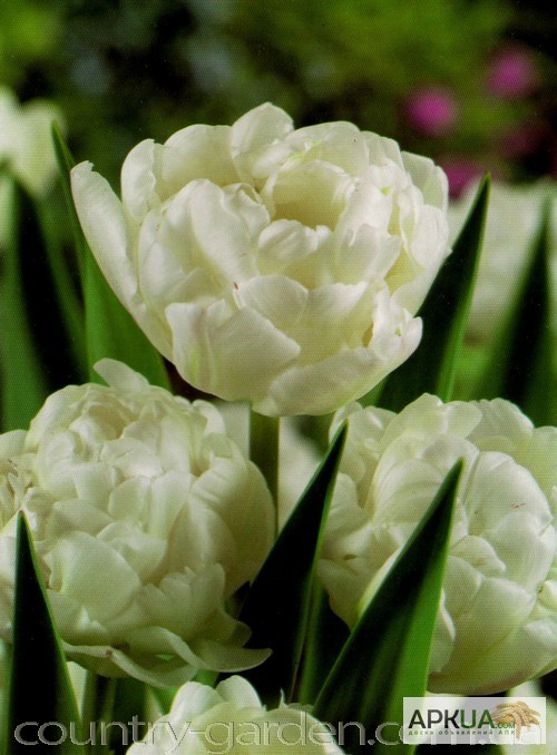 Продам луковицы Тюльпанов Махровых + Многоцветковых