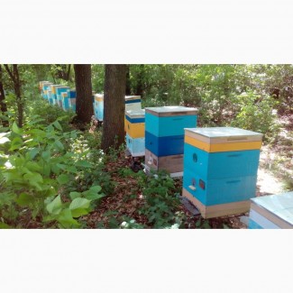 Распродаю пчел. СРОЧНО. продам пчел улики пчелосемьи ульи бджоли