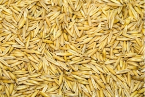 Купуємо зерно гречки, вівса, проса, ячменю, пшениця фуражна, кукуруза