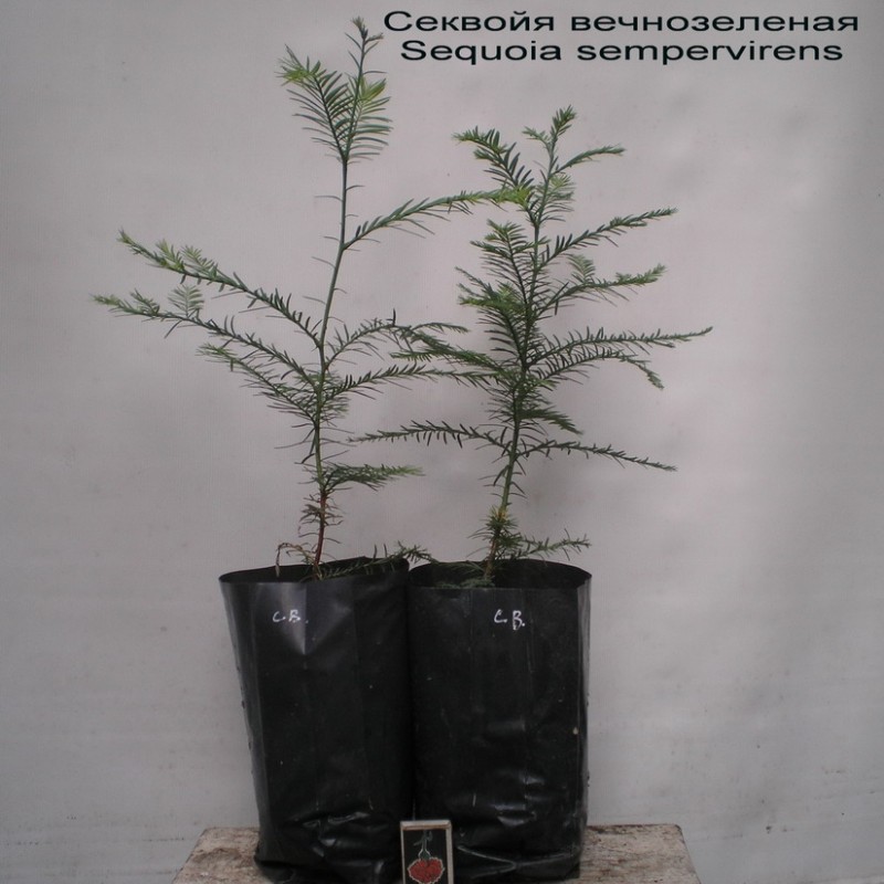 Фото 4. Секвойядендрон, секвойя вечнозеленая, метасеквойя