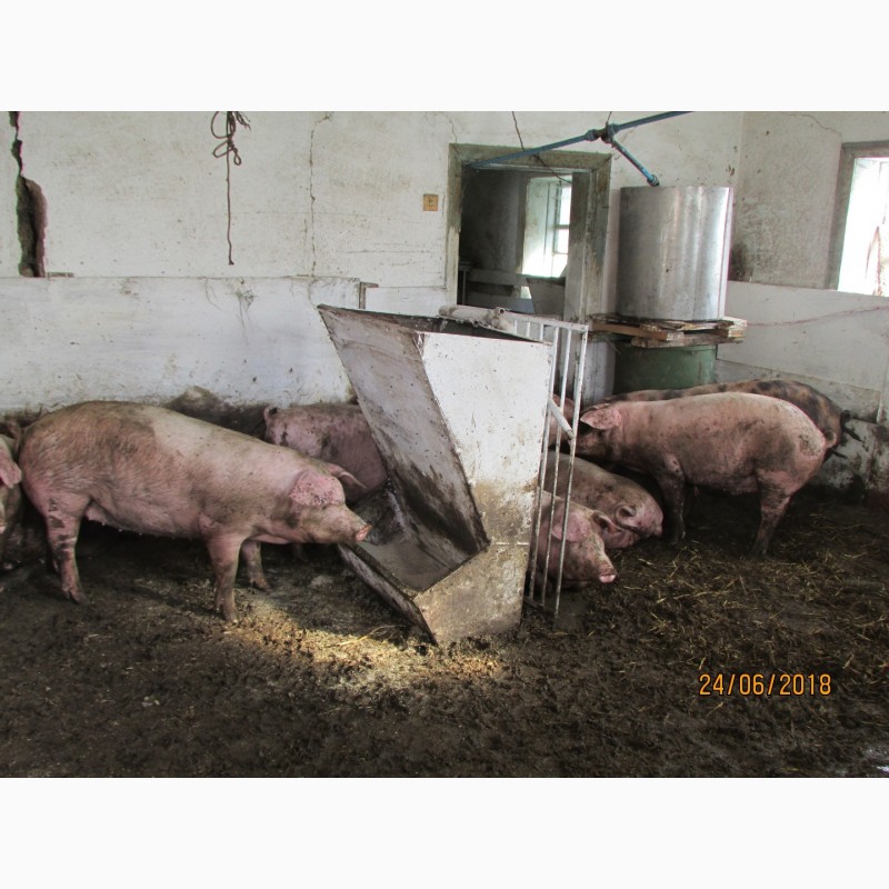 Фото 2. Продам свиней живым весом