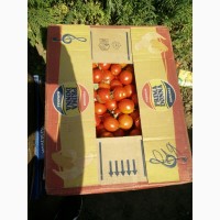 Продаём помидор оптом от прямого поставщика сорт Асфон