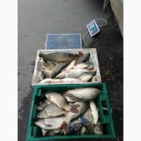 Принимаем пред новогодние заказы на продажу и поставку живой рыбы: Карась, щука, толстолоб