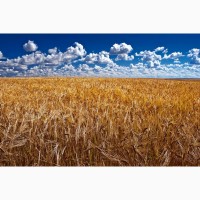 Куплю ДОРОГО пшеницу, ячмень нового урожая 2019