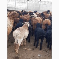 Гиссарские овцы