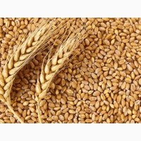 Закупаем некондиционное зерно пшеницы (головневое, сажковое, не ГОСТ)